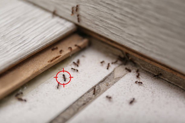 Best Local Pest Control Services  in Quitman, GA