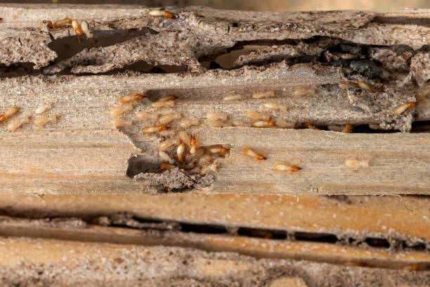 Best Best Pest Control Companies  in Quitman, GA
